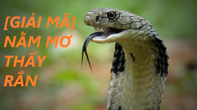 Rắn xuất hiện trong giấc mơ có thể mang theo nhiều thông điệp.