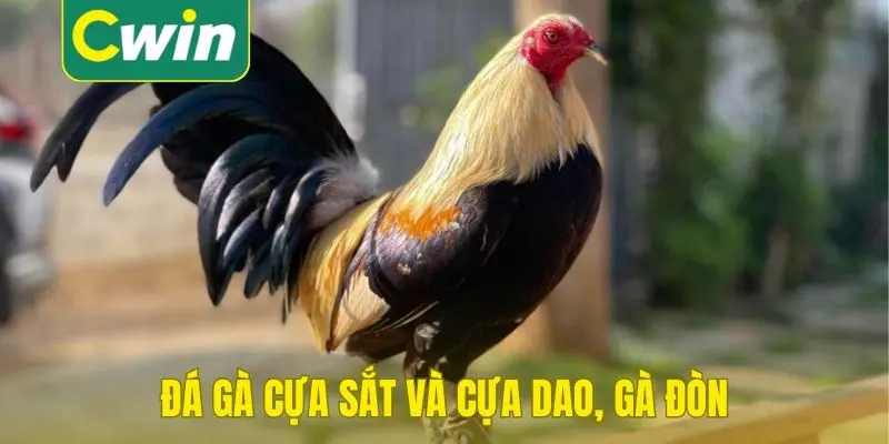 Tổng quan đá gà cựa sát cwin
