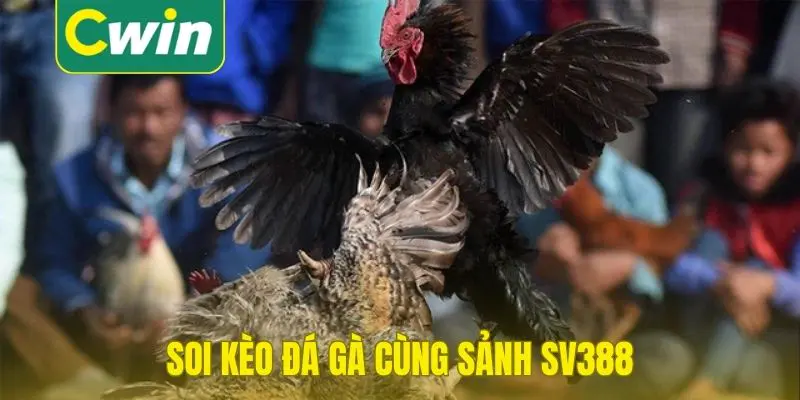 tổng quan trực tiếp đá gà sv388