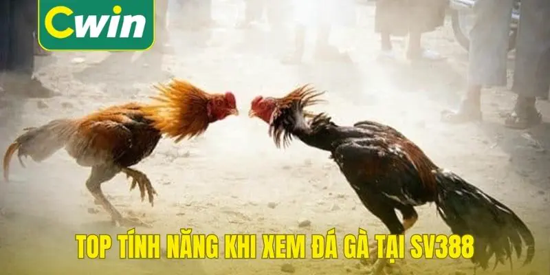 Bí kíp xem trực tiếp đá gà sv388